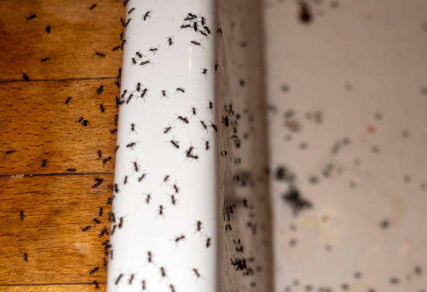 Best Wildlife Control Services  in Smithville, OH